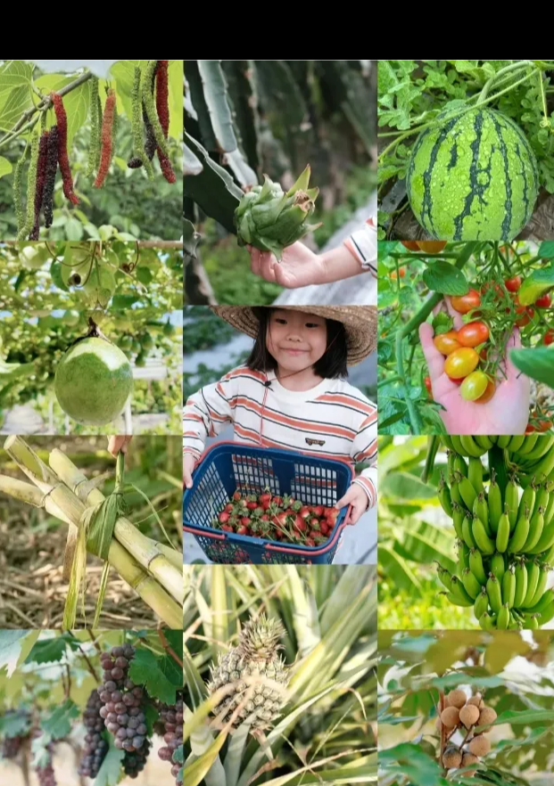 实践案例 | 深圳坪山：暑假综合实践活动让成长在体验中绽放